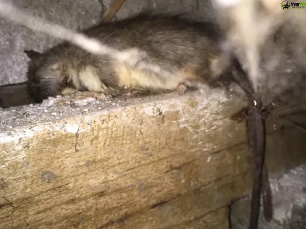 Dead Rat Removal Meldale